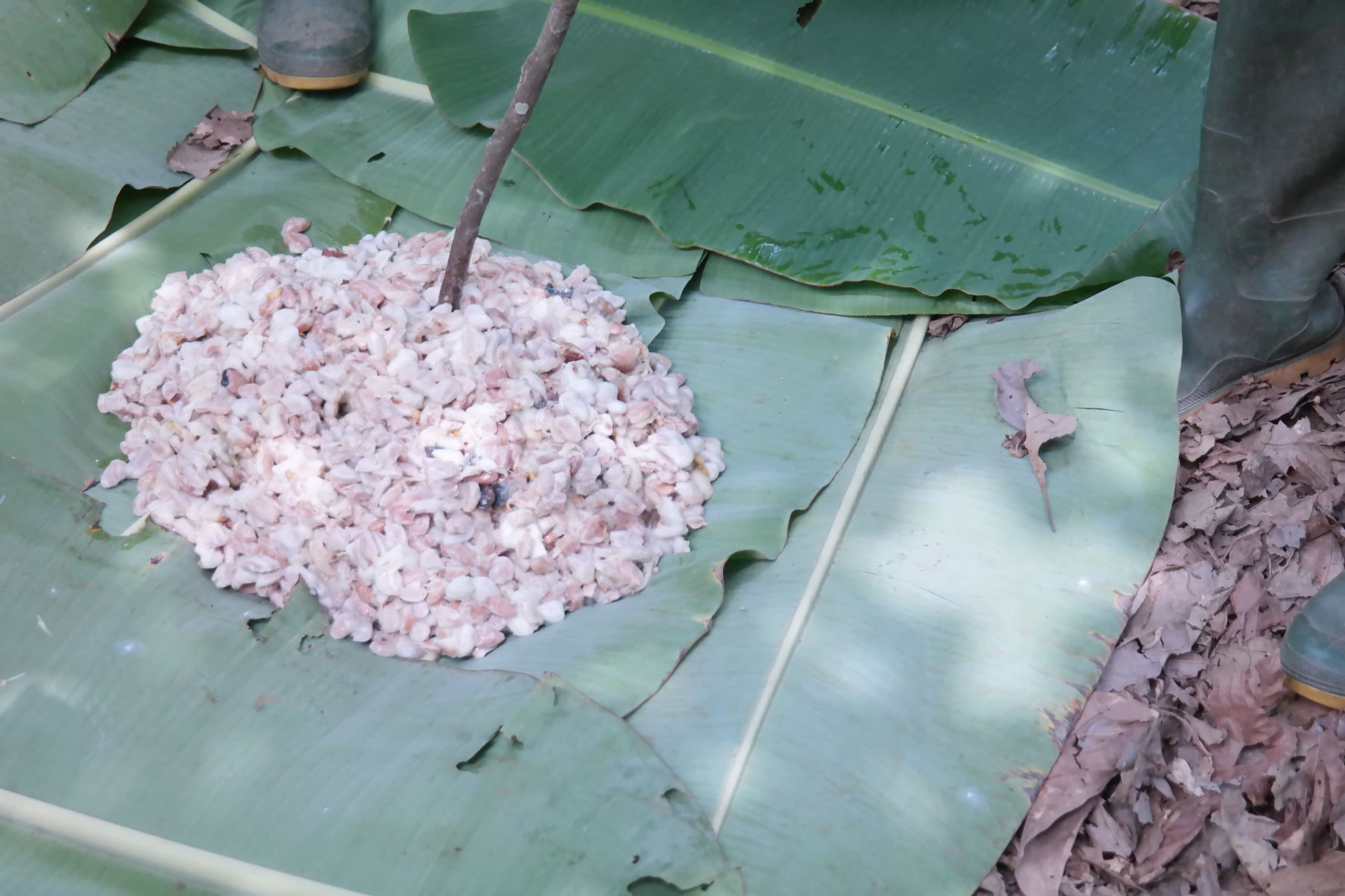 Fermented cocoa beans spread out to dry on banana leaves at the farmgate