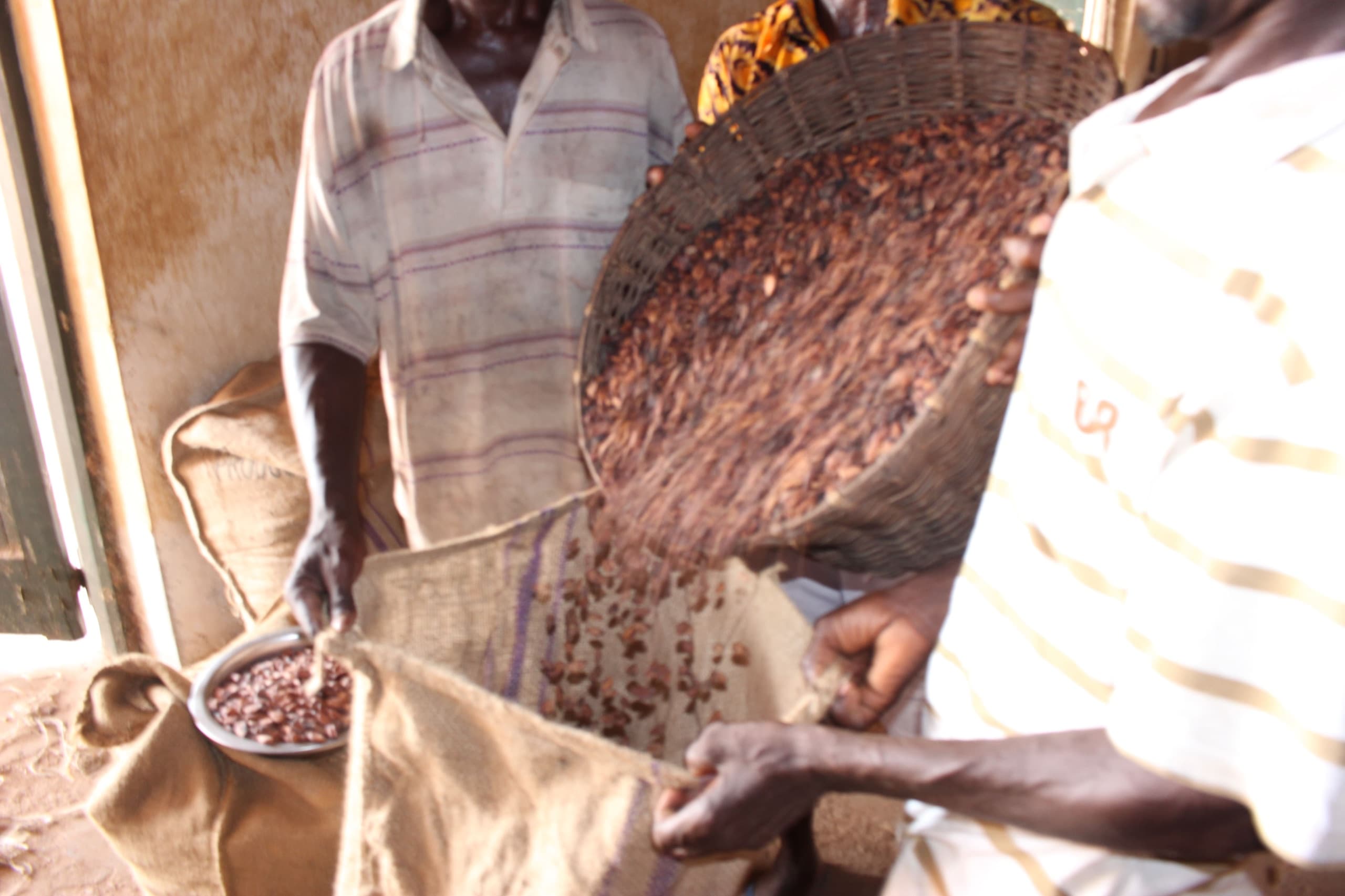 Cocoa beans tipped from a basket into a jute sack at a buying centre, a sampling dish alongside