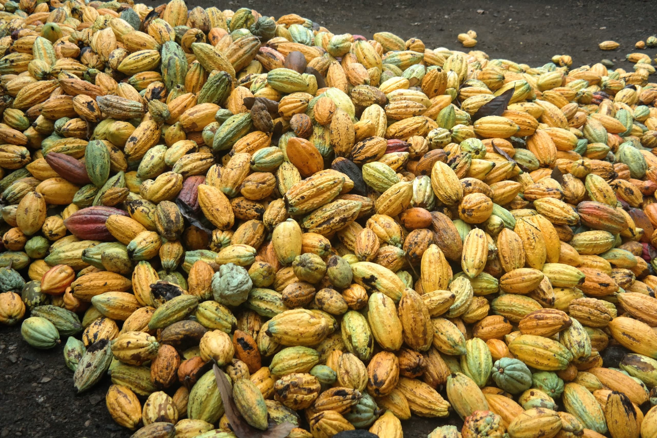 Harvested cocoa pods heaped on the ground during pod breaking