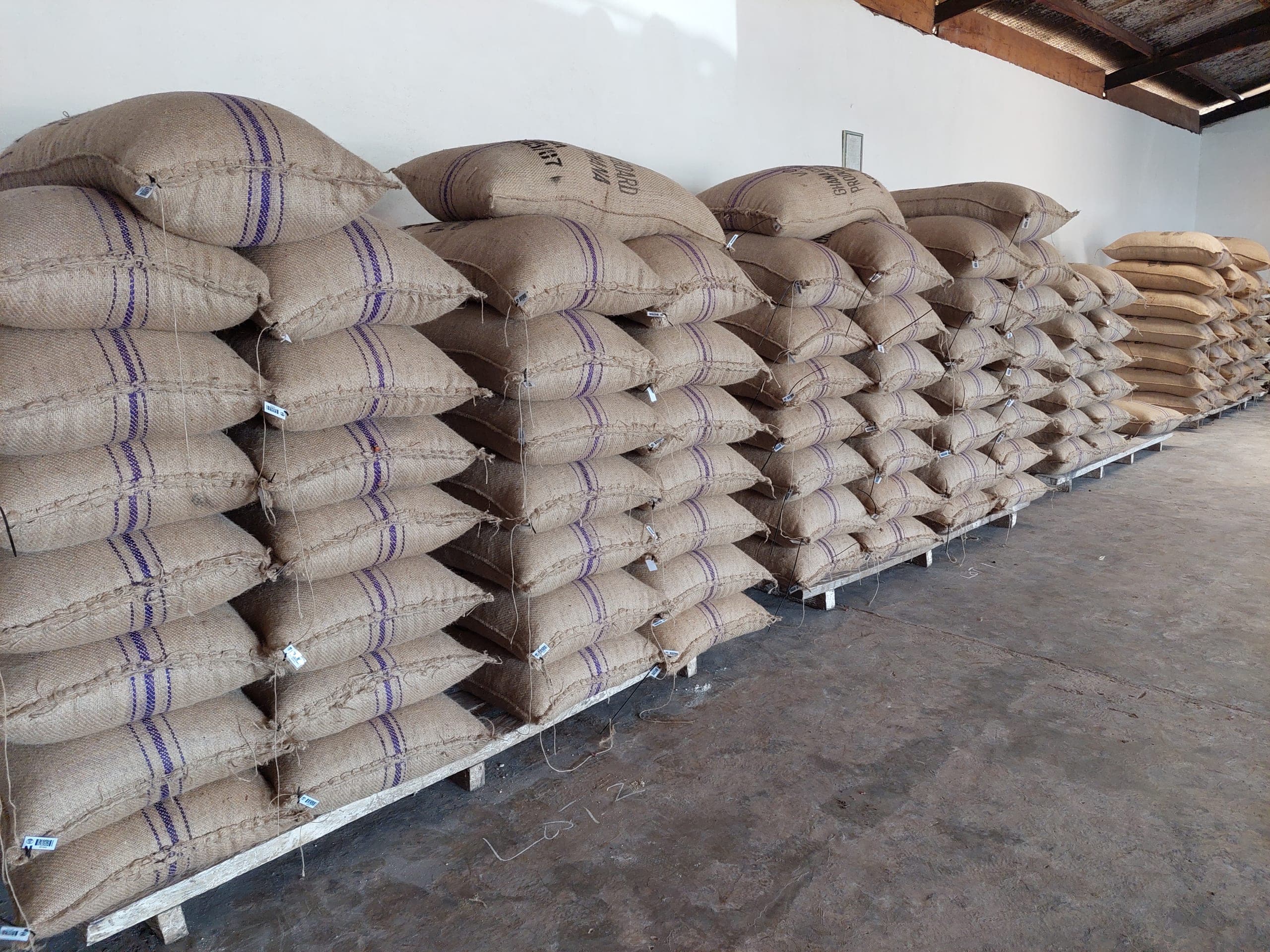 Sacks of cocoa stacked and tagged for traceability inside a depot